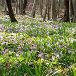 カタクリの花咲く三毳山