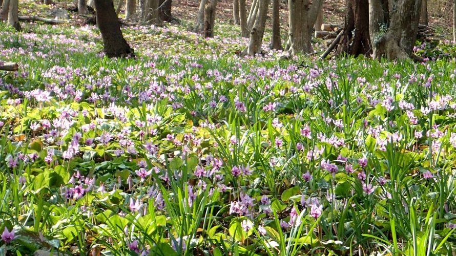 カタクリの花咲く三毳山