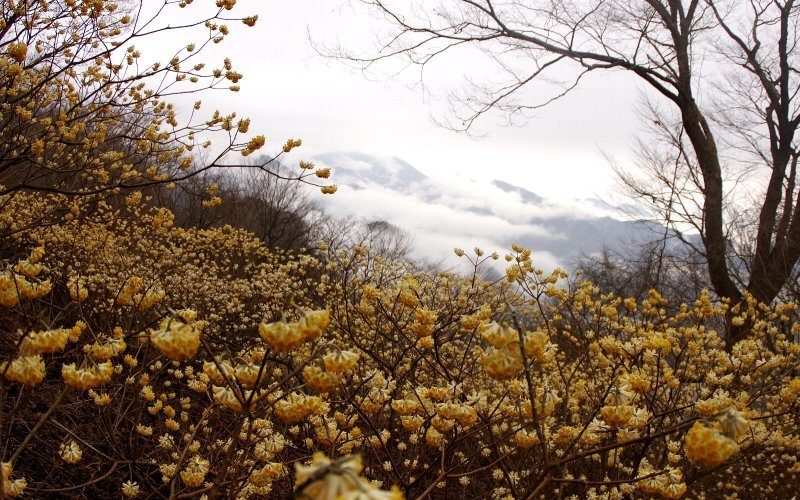 三椏満開のミツバ岳！