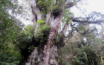 屋久島