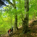 三頭山で静養〜ブナの林を歩く