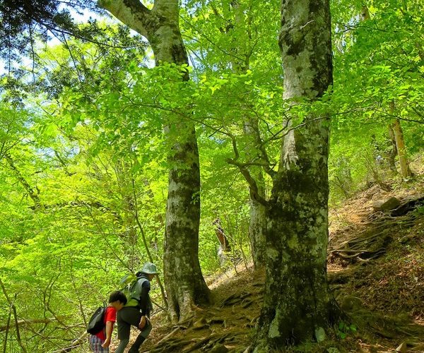 三頭山で静養〜ブナの林を歩く