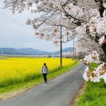 都幾川桜堤