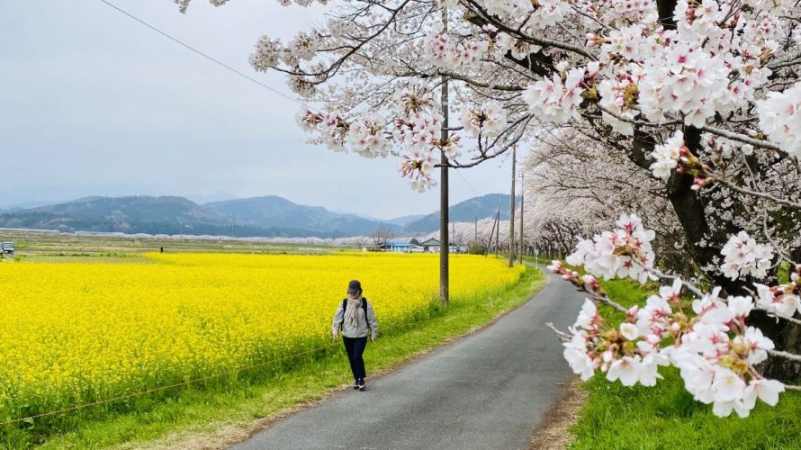 都幾川桜堤