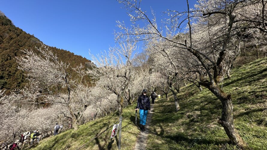 木下沢梅林