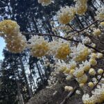 鶏足山と焼森山